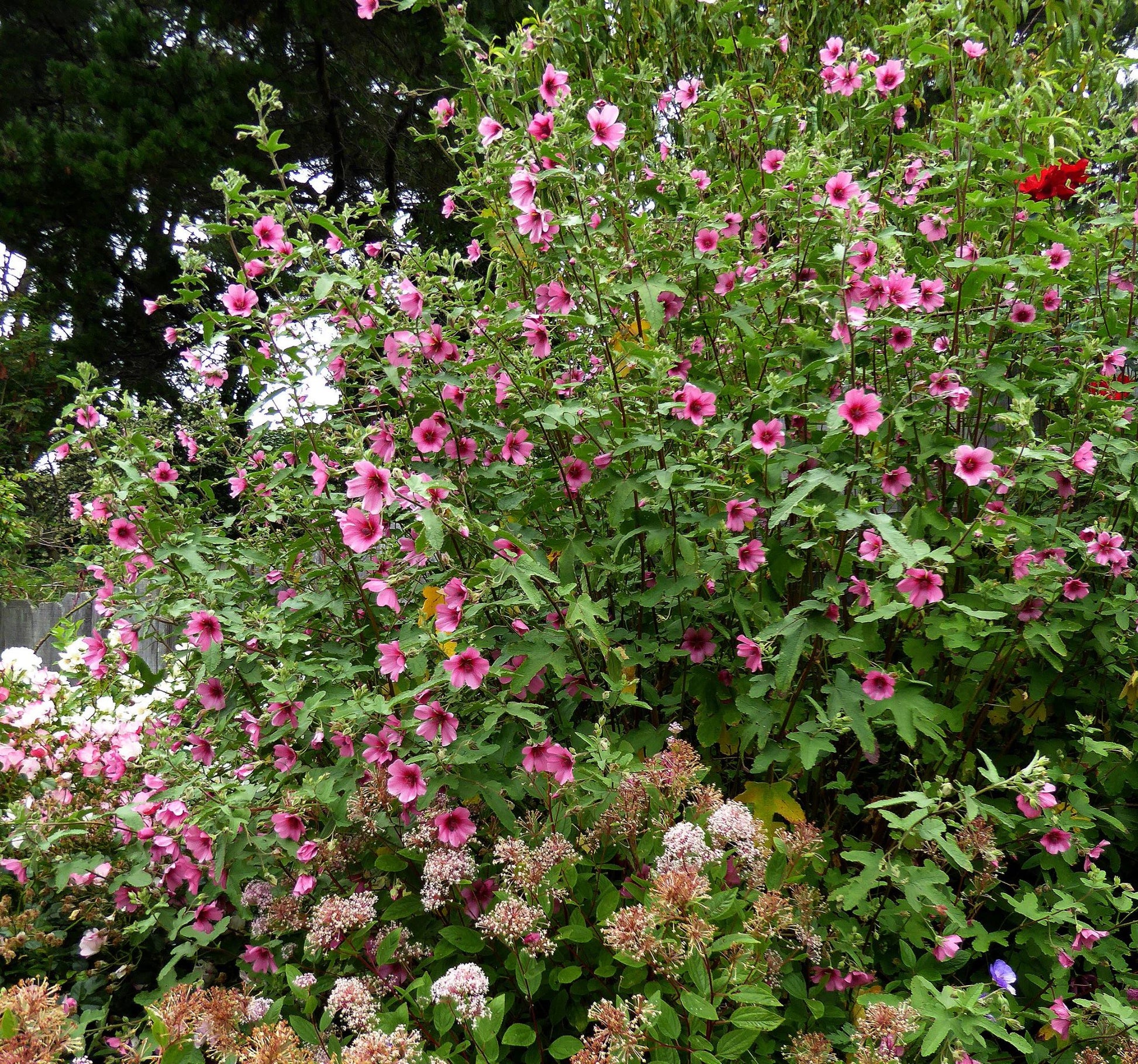 Anisodontea sp. - Strybing Beauty Annie's Annuals Annie's Annuals and Perennials