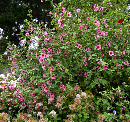 Anisodontea sp. - Strybing Beauty Annie's Annuals Annie's Annuals and Perennials