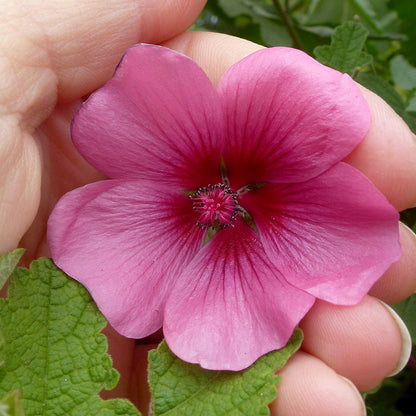 Anisodontea sp. - Strybing Beauty Annie's Annuals Annie's Annuals and Perennials
