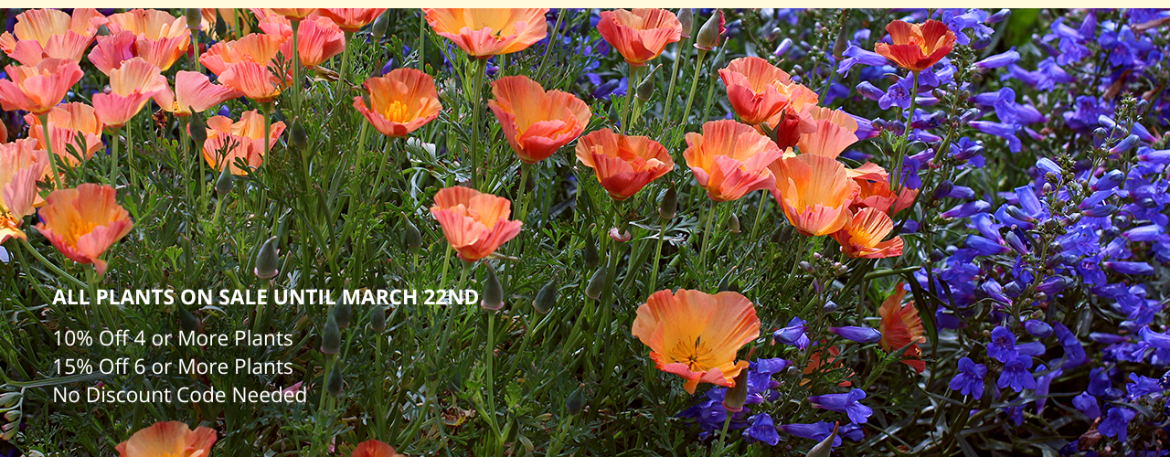 Our Springtacular Bloom Sale is live!