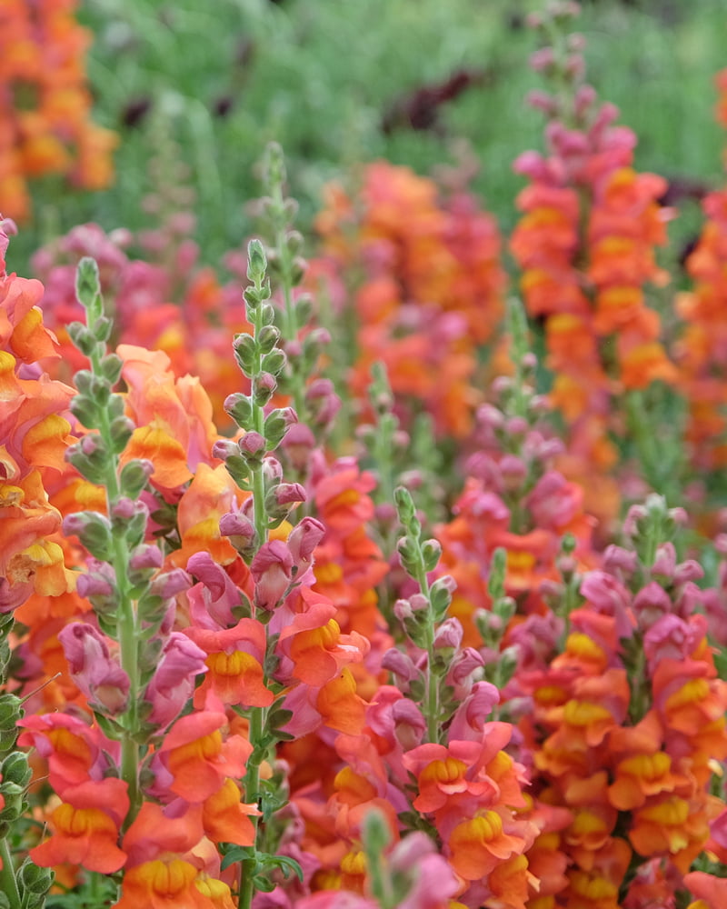Antirrhinum majus 'Potomac Orange' | Orange Snapdragon | Annie's Annuals Annie's Annuals Annie's Annuals and Perennials