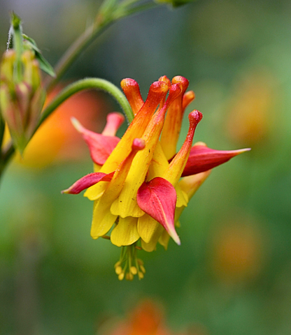 Aquilegia chrysantha - Flore Pleno Annie's Annuals Annie's Annuals and Perennials