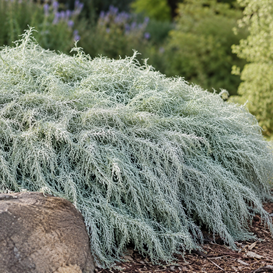Artemisia 'Canyon Grey' California Sagebrush | Annie's Annie's Annuals Annie's Annuals and Perennials