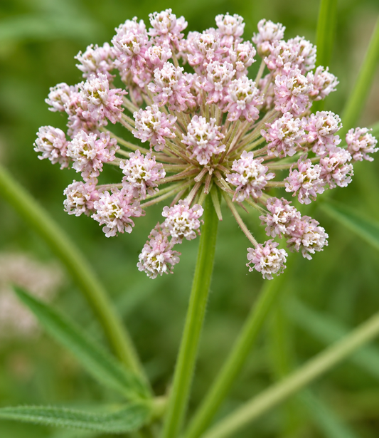 Asclepias fascicularis Annie's Annuals Annie's Annuals and Perennials