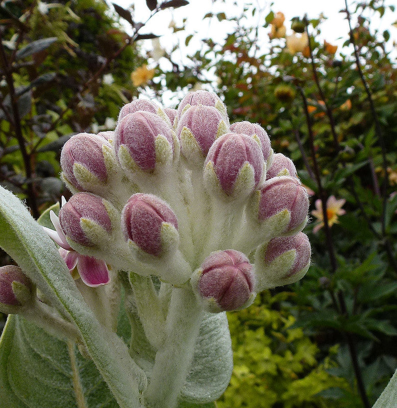 Asclepias speciosa - Davis Annie's Annuals Annie's Annuals and Perennials