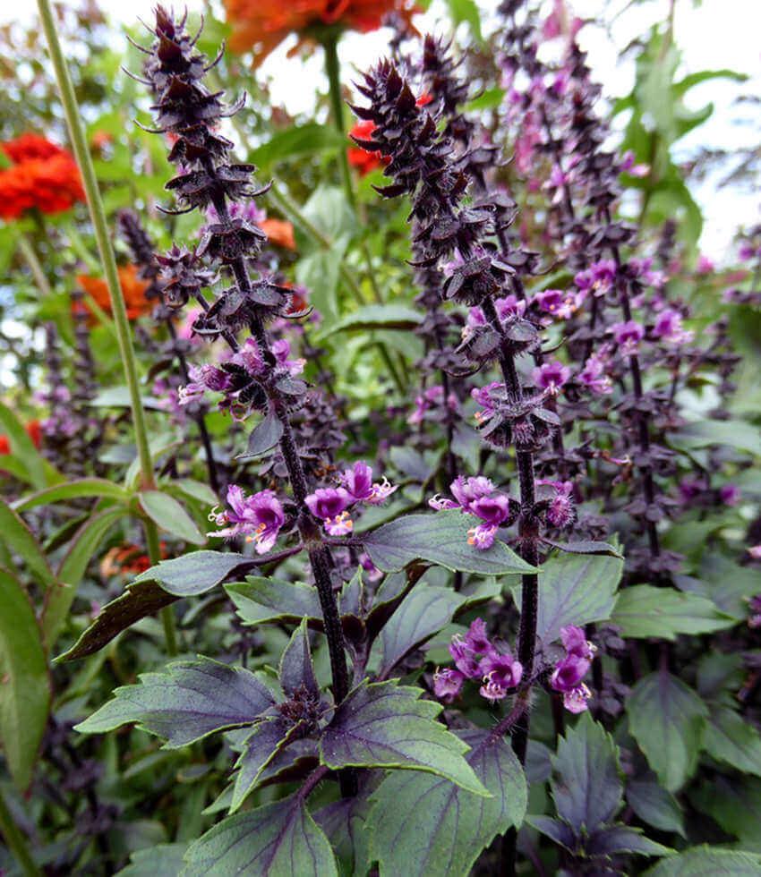 Basil herbalea - Wild Magic Annie's Annuals Annie's Annuals and Perennials