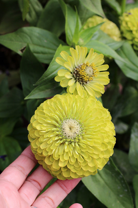 Zinnia Elegans - Benarys Giant Lime Annie's Annuals Annie's Annuals and Perennials
