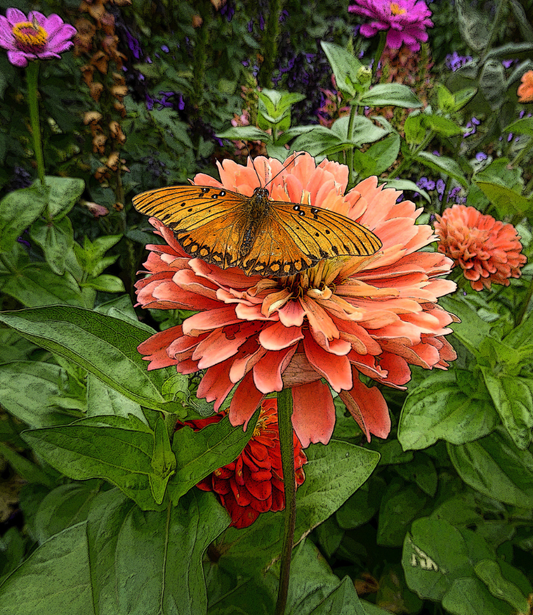 Zinnia elegans - Benarys Giant Salmon Rose Annie's Annuals Annie's Annuals and Perennials
