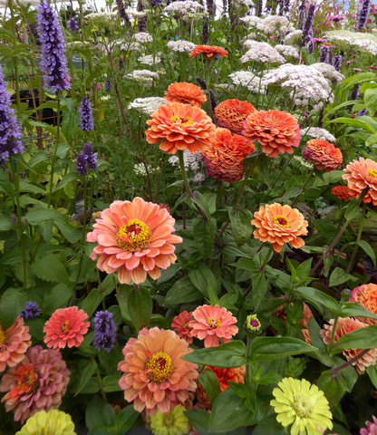 Zinnia elegans - Benarys Giant Salmon Rose Annie's Annuals Annie's Annuals and Perennials