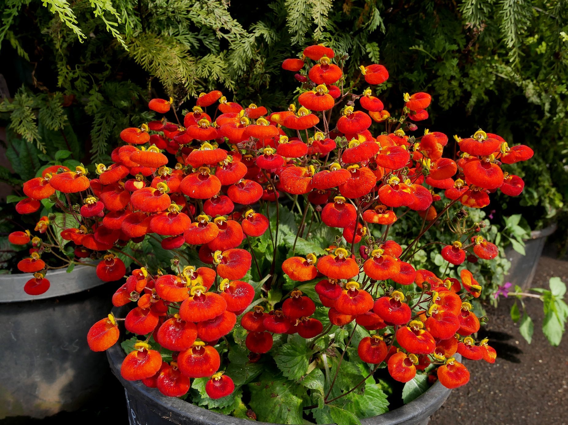 Calceolaria hybrida - Sunset Orange Bicolor Annie's Annuals Annie's Annuals and Perennials