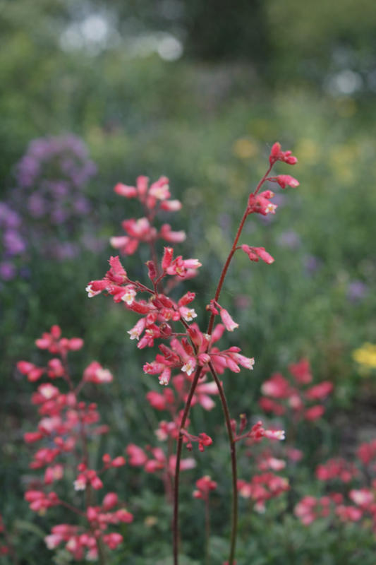 Heuchera - Canyon Duet Annie's Annuals Annie's Annuals and Perennials
