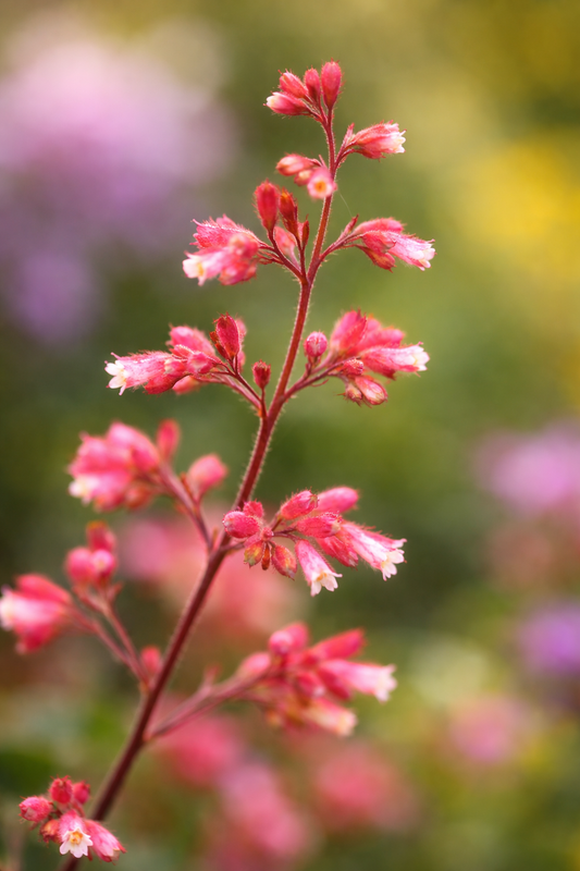 Heuchera - Canyon Duet
