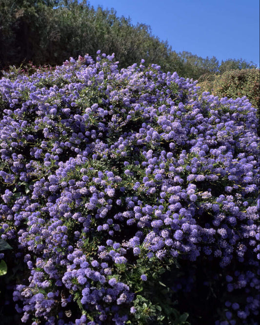 Ceanothus thyrsiflorus var. griseus - Yankee Point