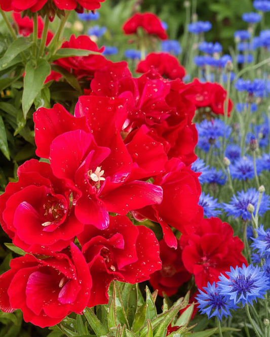 Clarkia amoena - Scarlet Annie's Annuals Annie's Annuals and Perennials