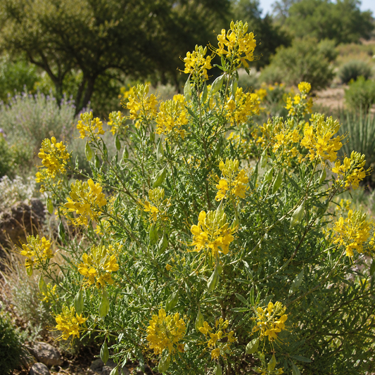 Cleomella arborea Bladderpod Native Shrub | Annie's Annie's Annuals Annie's Annuals and Perennials