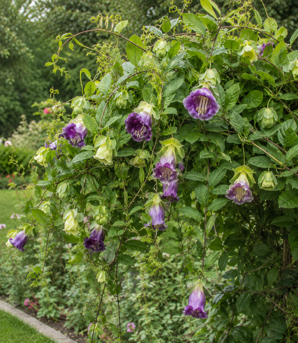 Cobaea scandens 'Violet' | Cup & Saucer | Annie's Annuals Annie's Annuals Annie's Annuals and Perennials