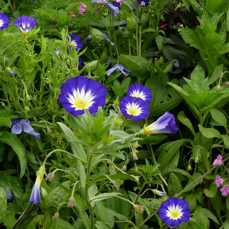 Convolvulus tricolor 'Blue Ensign' | Dwarf Morning Glory | Annie's Annuals Annie's Annuals Annie's Annuals and Perennials