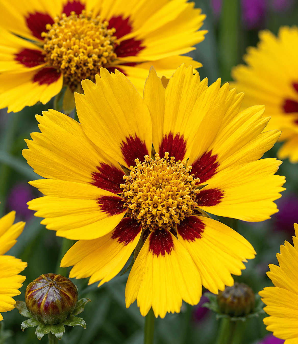 Coreopsis grandiflora - Sunfire Annie's Annuals Annie's Annuals and Perennials
