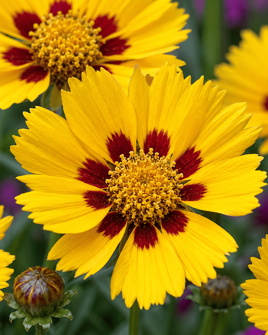 Coreopsis grandiflora - Sunfire Annie's Annuals 