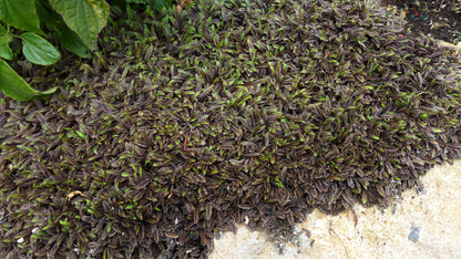 Cotula leptinella - Platt's Black Annie's Annuals Annie's Annuals and Perennials