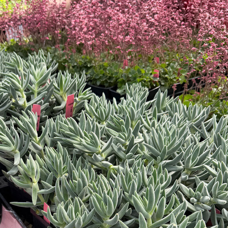Crassula - Tenelli Bling Annie's Annuals Annie's Annuals and Perennials