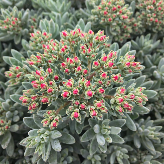 Crassula - Tenelli Bling