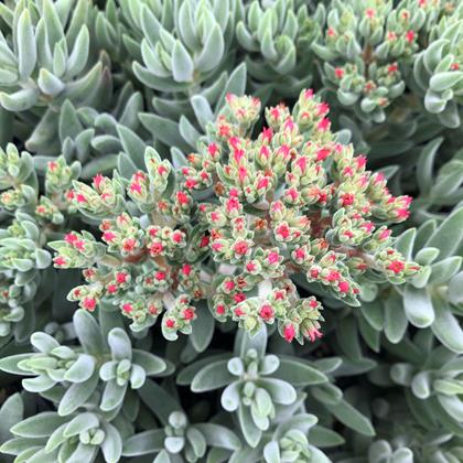 Crassula - Tenelli Bling Annie's Annuals Annie's Annuals and Perennials