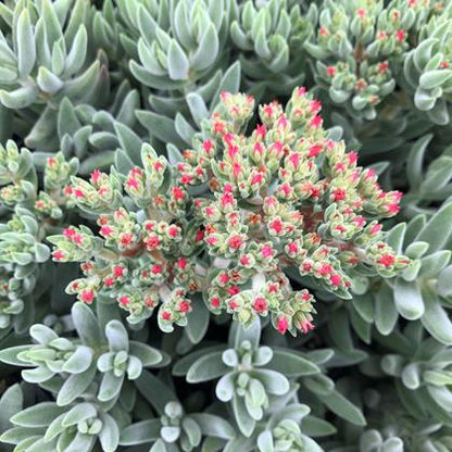 Crassula - Tenelli Bling Annie's Annuals Annie's Annuals and Perennials