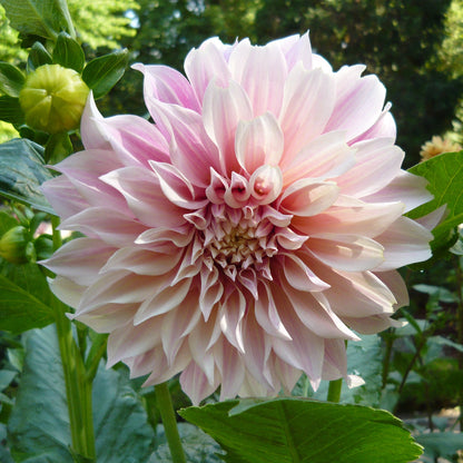 Dahlia - Café au Lait Annie's Annuals Annie's Annuals and Perennials