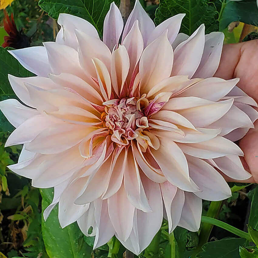 Dahlia - Café au Lait Annie's Annuals Annie's Annuals and Perennials