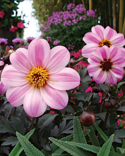 Dahlia - Mystic Dreamer Annie's Annuals Annie's Annuals & Perennials and Perennials