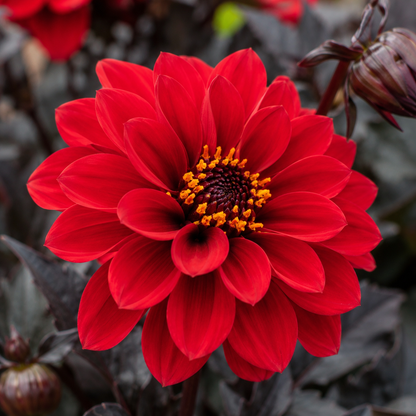 Dahlia pinnata 'Black Forest Ruby' | Deep Red Garden Dahlia | Annie's Annuals Annie's Annuals Annie's Annuals and Perennials