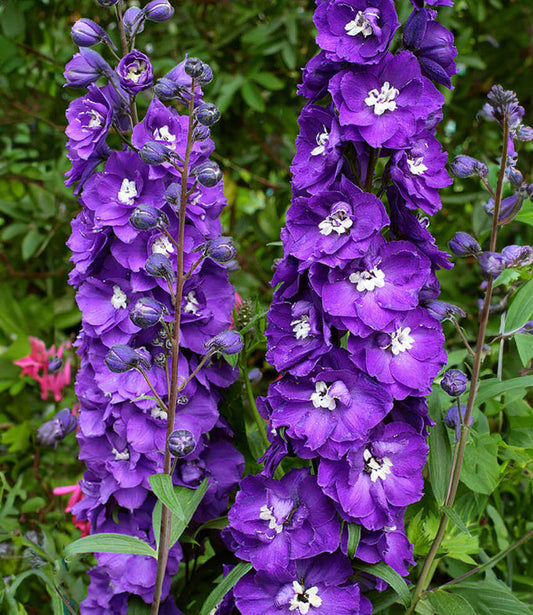 Delphinium elatum - Purple Passion Annie's Annuals Annie's Annuals and Perennials