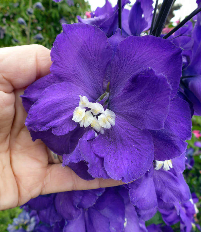 Delphinium elatum - Purple Passion Annie's Annuals Annie's Annuals and Perennials