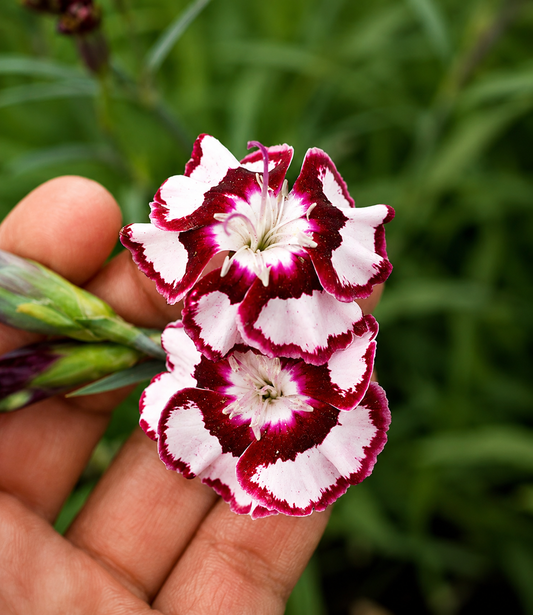 Dianthus - Raspberry Swirl Annie's Annuals Annie's Annuals and Perennials