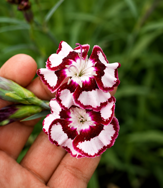Dianthus-RaspberrySwirl_grande