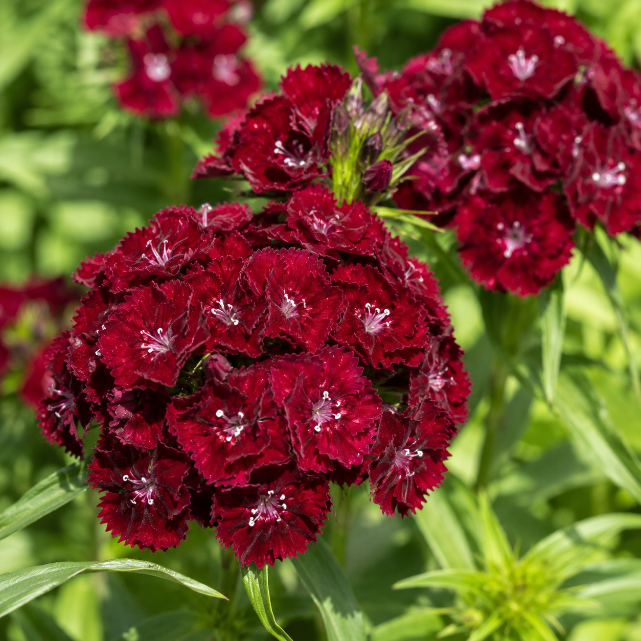 Dianthus barbatus 'Sweet Black Cherry' | Dark Sweet William | Annie's Annuals Annie's Annuals Annie's Annuals and Perennials
