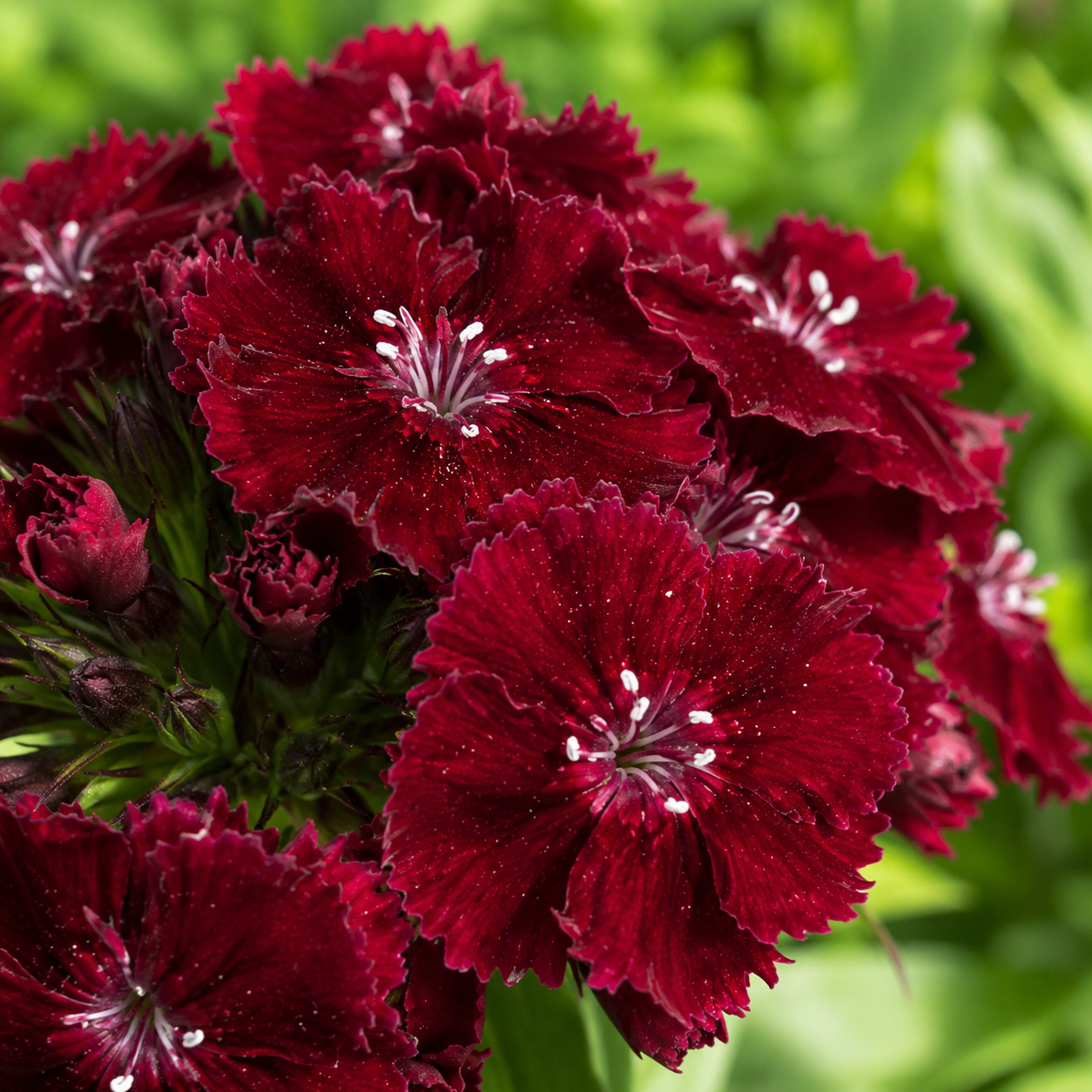 Dianthus barbatus 'Sweet Black Cherry' | Dark Sweet William | Annie's Annuals Annie's Annuals Annie's Annuals and Perennials