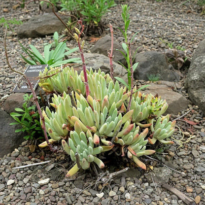 Dudleya caespitosa Annie's Annuals Annie's Annuals and Perennials
