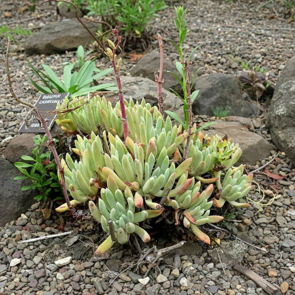 sea lettuce succulent Dudleya caespitosa
