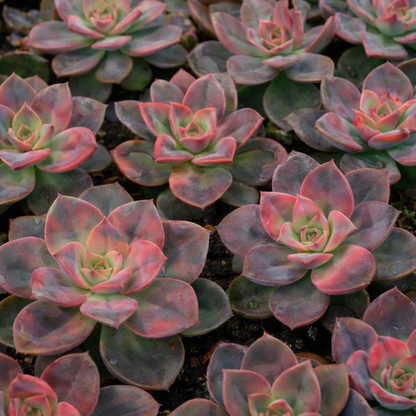 Echeveria Chroma Annie's Annuals Annie's Annuals and Perennials