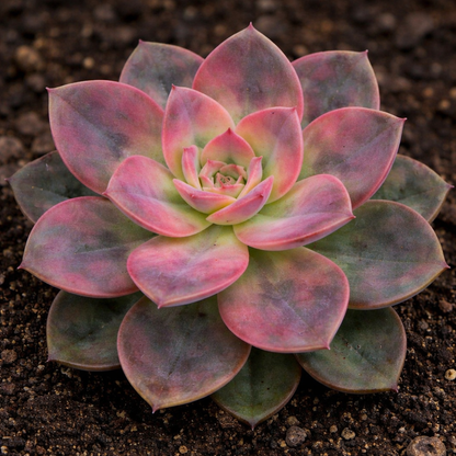 Echeveria Chroma Annie's Annuals Annie's Annuals and Perennials