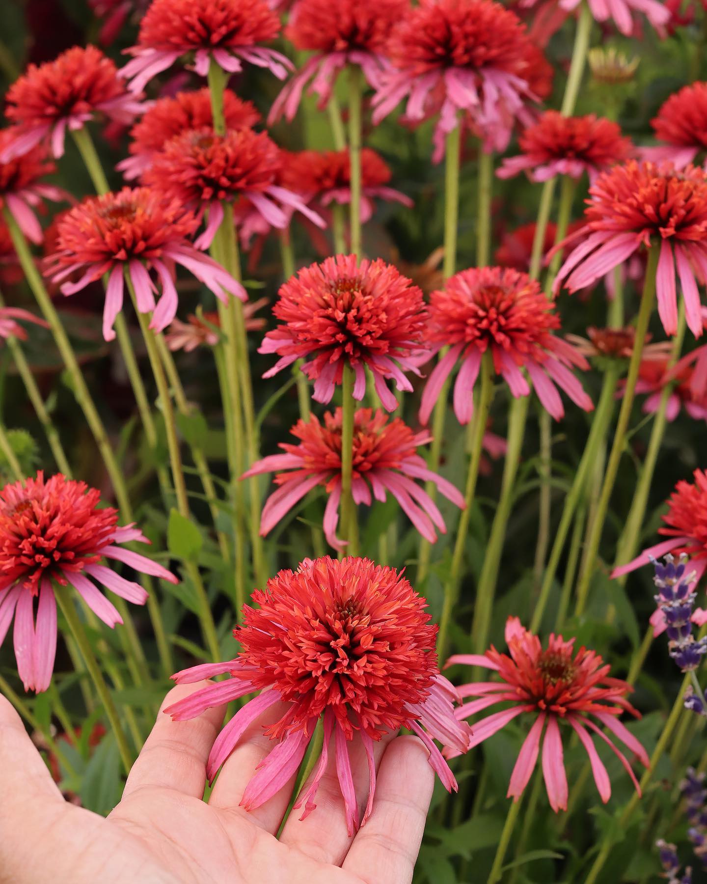 Echinacea - Guava Ice Annie's Annuals Annie's Annuals and Perennials