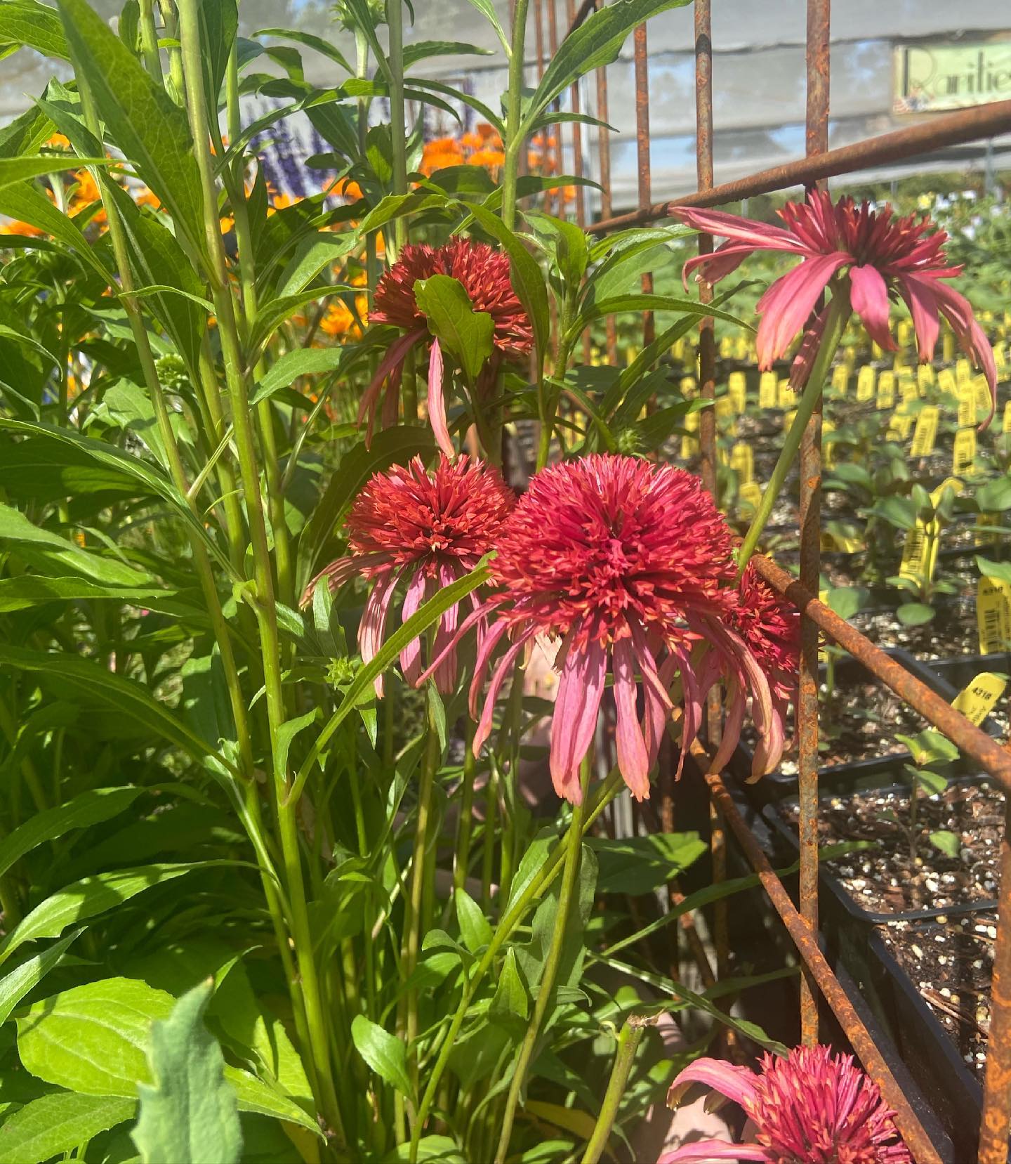 Echinacea 'Guava Ice' | Double Coneflower Perennial | Annie's