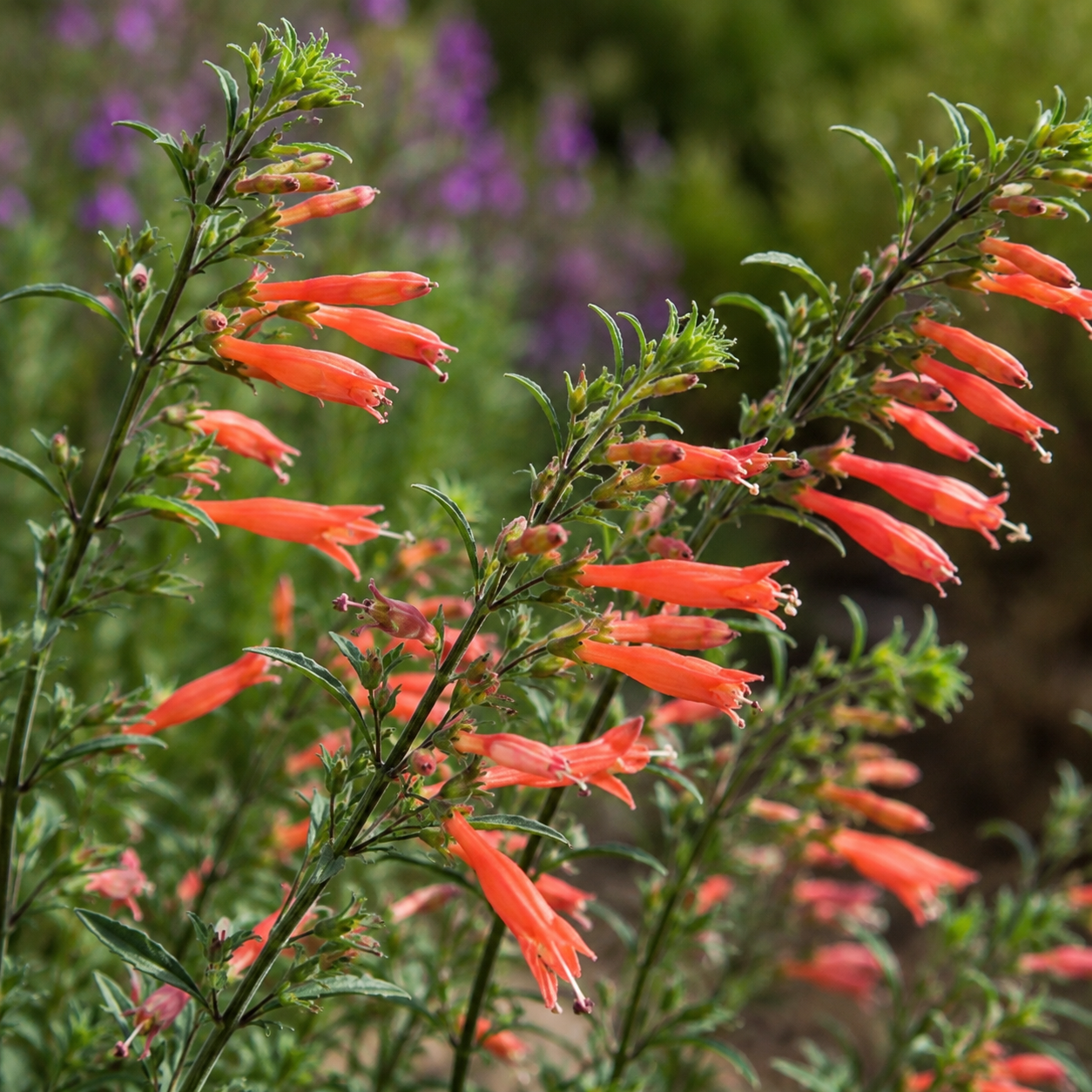 Epilobium 'Sierra Salmon' CA Fuchsia | Annie's Annuals Annie's Annuals Annie's Annuals and Perennials