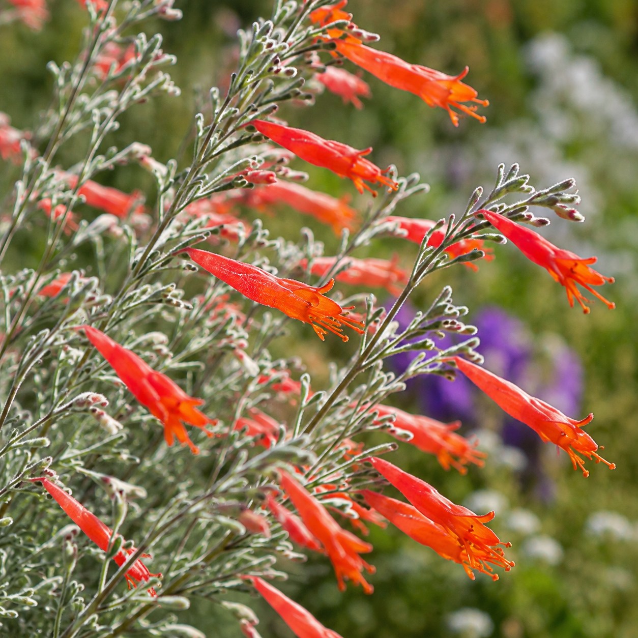 Epilobium californica California Fuchsia | Annie's Annie's Annuals Annie's Annuals and Perennials