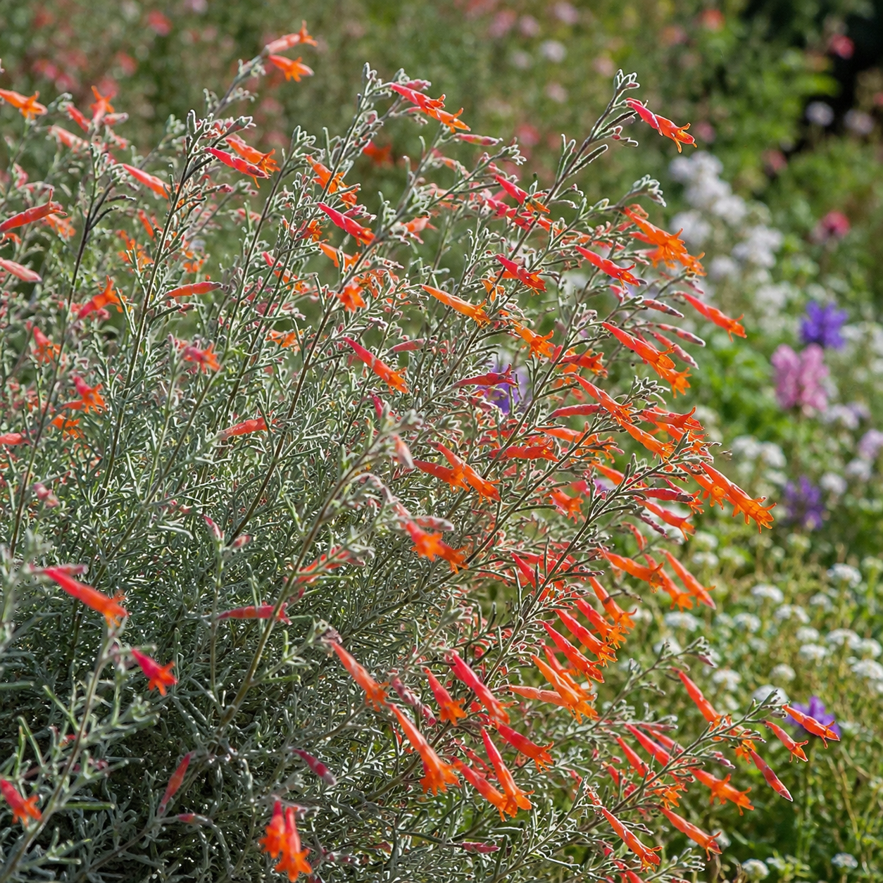 Epilobium californica California Fuchsia | Annie's Annie's Annuals Annie's Annuals and Perennials