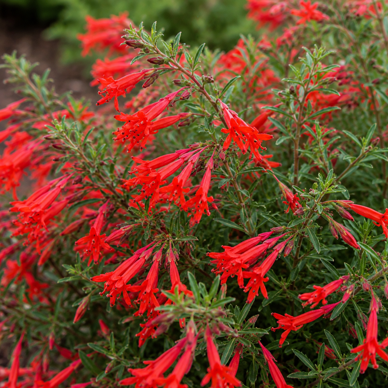 Epilobium 'Everett's Choice' California Fuchsia | Annie's Annie's Annuals Annie's Annuals and Perennials