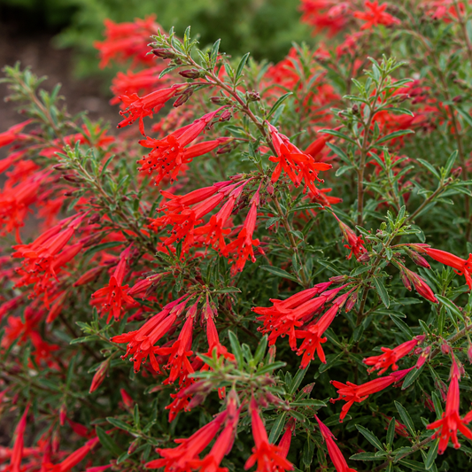 Epilobium 'Everett's Choice' California Fuchsia | Annie's Annie's Annuals Annie's Annuals and Perennials