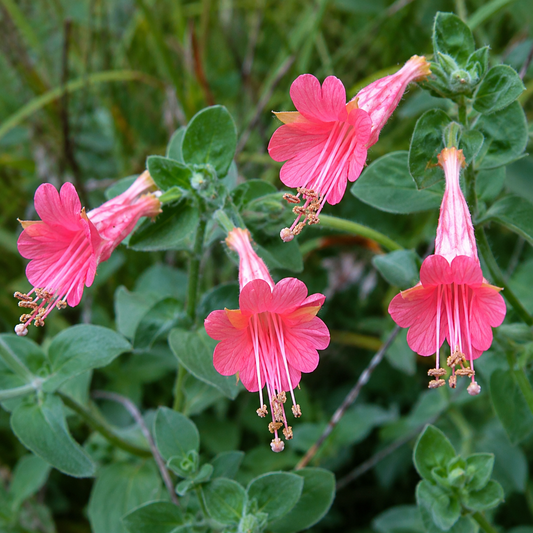 Epilobium 'Marin Pink' California Fuchsia | Annie's Annie's Annuals Annie's Annuals and Perennials